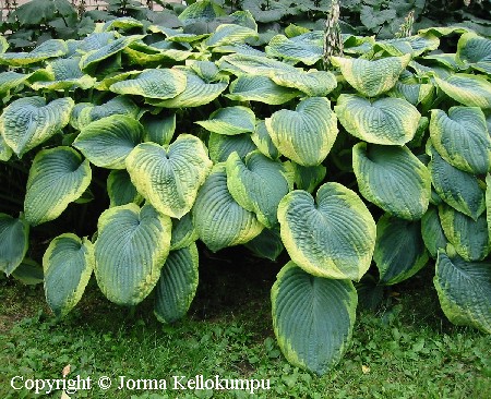 Hosta sieboldiana 'Frances Williams'